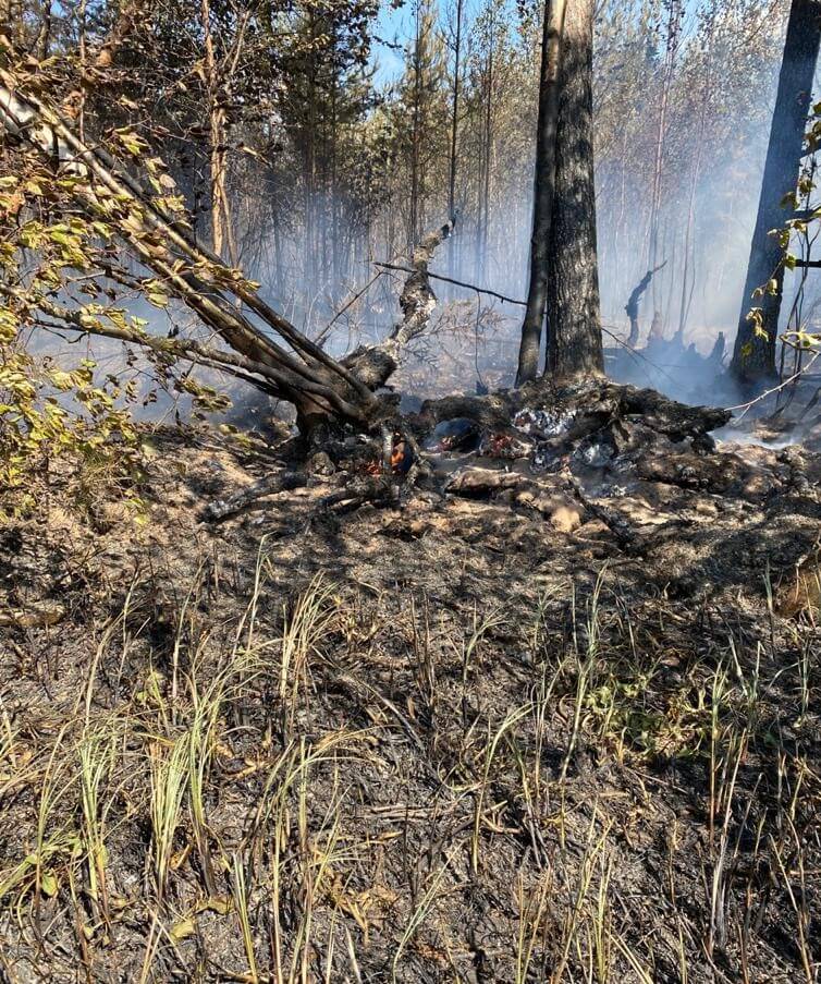 «Вологодские лесопромышленники» участвуют в активной борьбе с лесными пожарами региона
